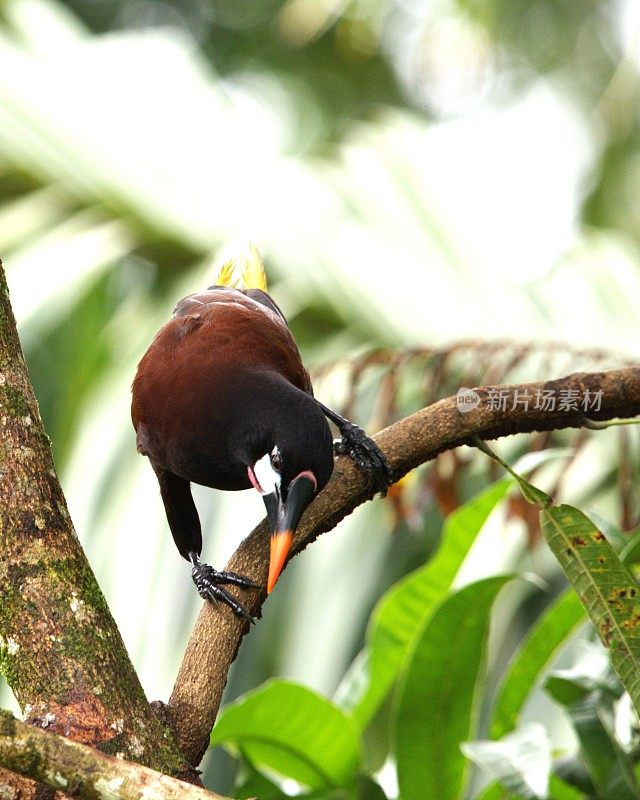 Montezuma Oropendola